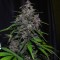 Auto LSD feminised Ganja Seeds