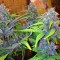 Auto LSD feminised Ganja Seeds