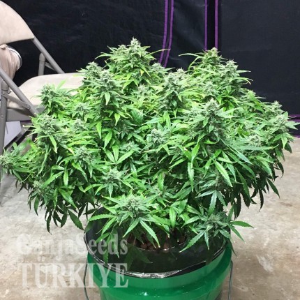 Auto Diesel Ryder feminised Ganja Seeds