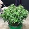 Auto Diesel Ryder feminised Ganja Seeds Güçlü kenevir tohumları