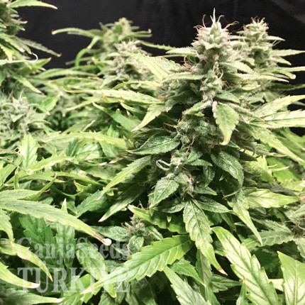 Auto Diesel Ryder feminised Ganja Seeds