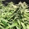 Auto Diesel Ryder feminised Ganja Seeds Acemiler için kenevir tohumları