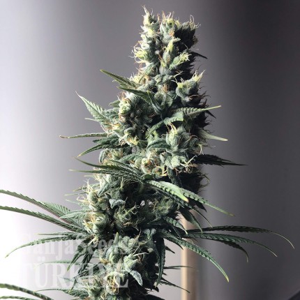 Auto Diesel Ryder feminised Ganja Seeds