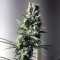 Auto Diesel Ryder feminised Ganja Seeds Tıbbi kenevir tohumları