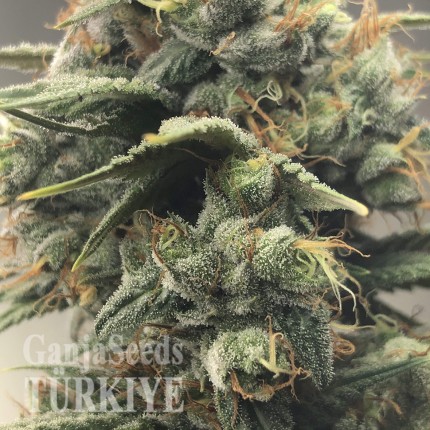 Auto Diesel Ryder feminised Ganja Seeds