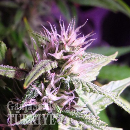 Auto Diesel Ryder feminised Ganja Seeds