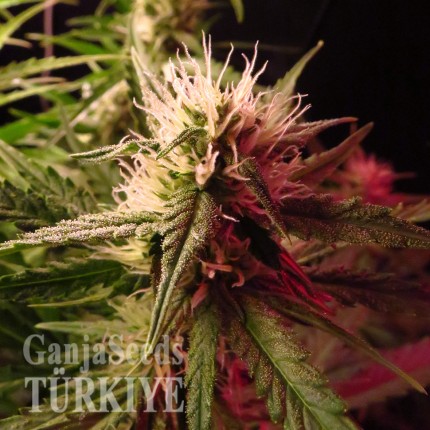 Auto Diesel Ryder feminised Ganja Seeds