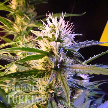 Auto Diesel Ryder feminised Ganja Seeds