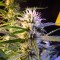 Auto Diesel Ryder feminised Ganja Seeds Kenevir tohumları internet mağazası