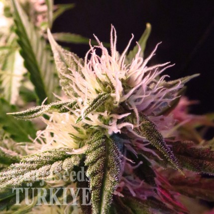 Auto Diesel Ryder feminised Ganja Seeds