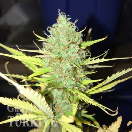 Auto Diesel Ryder feminised Ganja Seeds