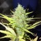 İstanbul’da  Auto Diesel Ryder feminised Ganja Seeds kenevir tohumu