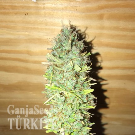 Auto Diesel Ryder feminised Ganja Seeds