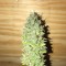 Ankara’da  Auto Diesel Ryder feminised Ganja Seeds kenevir tohumu