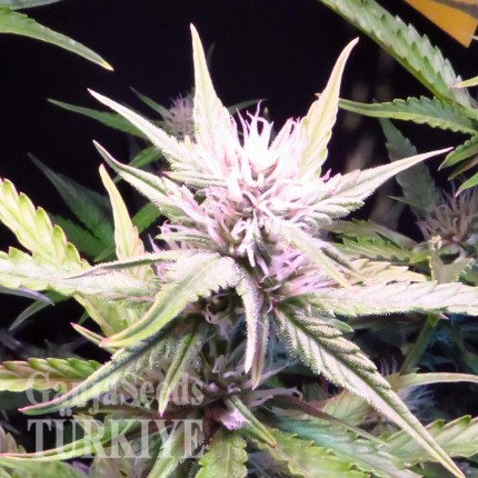 Auto Diesel Ryder feminised Ganja Seeds