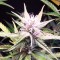 İzmir’de  Auto Diesel Ryder feminised Ganja Seeds kenevir tohumu