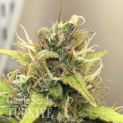 Auto Diesel Ryder feminised Ganja Seeds