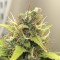 Antalya’da  Auto Diesel Ryder feminised Ganja Seeds kenevir tohumu