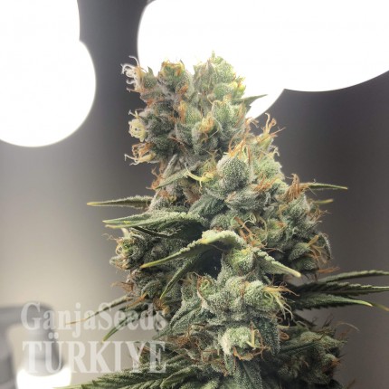 Auto Diesel Ryder feminised Ganja Seeds