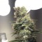 Fethiye’de  Auto Diesel Ryder feminised Ganja Seeds kenevir tohumu