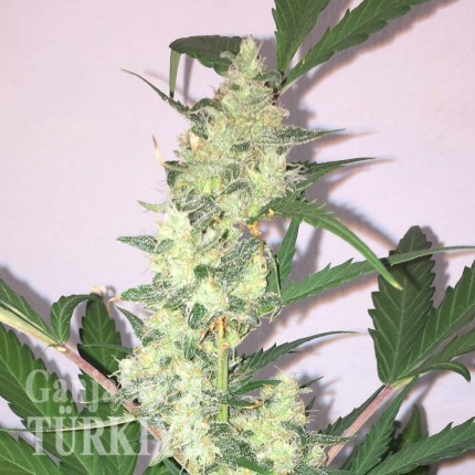 Auto Diesel Ryder feminised Ganja Seeds