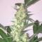 Bursa’da  Auto Diesel Ryder feminised Ganja Seeds kenevir tohumu