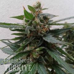 Auto Magnum feminised Ganja Seeds