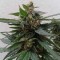 Auto Magnum feminised Ganja Seeds