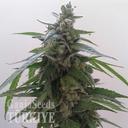 Auto Magnum feminised Ganja Seeds