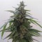 Auto Magnum feminised Ganja Seeds