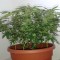 Auto Magnum feminised Ganja Seeds