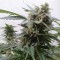 Auto Magnum feminised Ganja Seeds