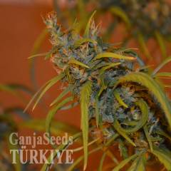 Auto Dr. Grinspoon feminised Ganja Seeds