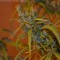 Bursa’da  Auto Dr. Grinspoon feminised Ganja Seeds kenevir tohumu