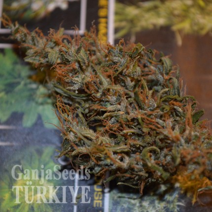 Auto Dr. Grinspoon feminised Ganja Seeds