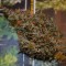 Adana’da  Auto Dr. Grinspoon feminised Ganja Seeds kenevir tohumu