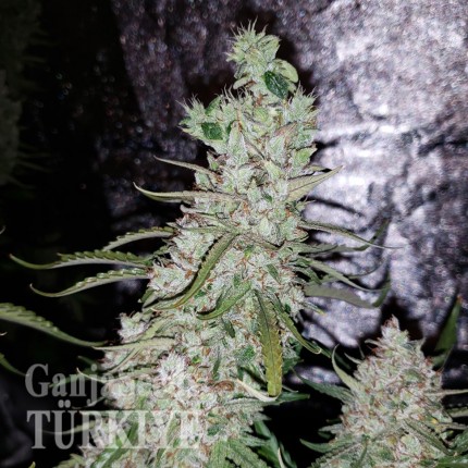 Auto Dr. Grinspoon feminised Ganja Seeds