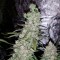 Aydın’da  Auto Dr. Grinspoon feminised Ganja Seeds kenevir tohumu