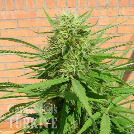 Auto Dr. Grinspoon feminised Ganja Seeds