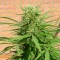 Denizli’de  Auto Dr. Grinspoon feminised Ganja Seeds kenevir tohumu