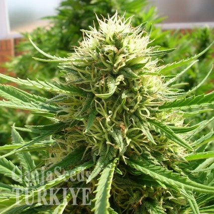 Auto Dr. Grinspoon feminised Ganja Seeds