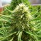 Isparta’da  Auto Dr. Grinspoon feminised Ganja Seeds kenevir tohumu