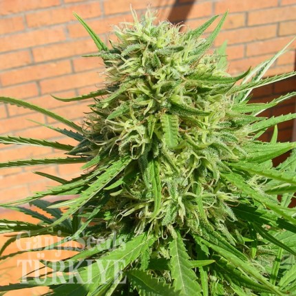 Auto Dr. Grinspoon feminised Ganja Seeds