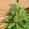 Konya’da Auto Dr. Grinspoon feminised Ganja Seeds  kenevir tohumu