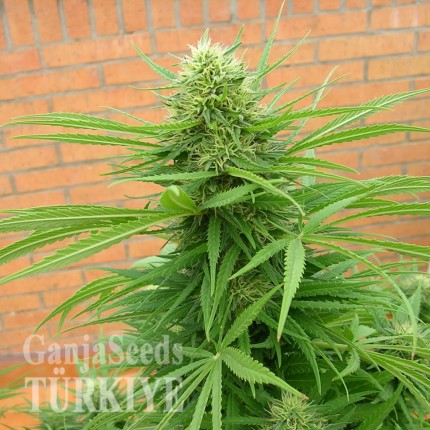 Auto Dr. Grinspoon feminised Ganja Seeds