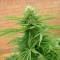 Mardin’de  Auto Dr. Grinspoon feminised Ganja Seeds kenevir tohumu