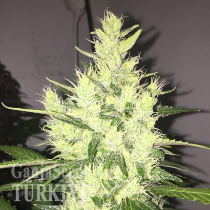 Auto Dr. Grinspoon feminised Ganja Seeds