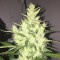 Rize’de  Auto Dr. Grinspoon feminised Ganja Seeds kenevir tohumu