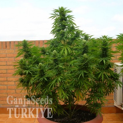 Auto Dr. Grinspoon feminised Ganja Seeds