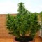 Samsun’da  Auto Dr. Grinspoon feminised Ganja Seeds kenevir tohumu